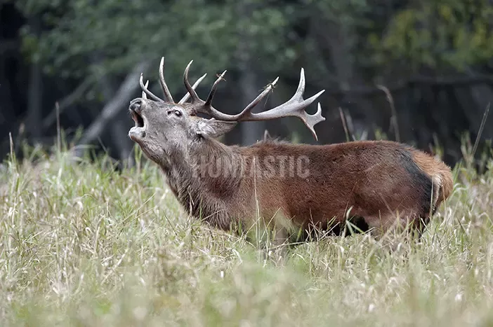 Jelen lesní ✓ Poplatkový lov na jelena