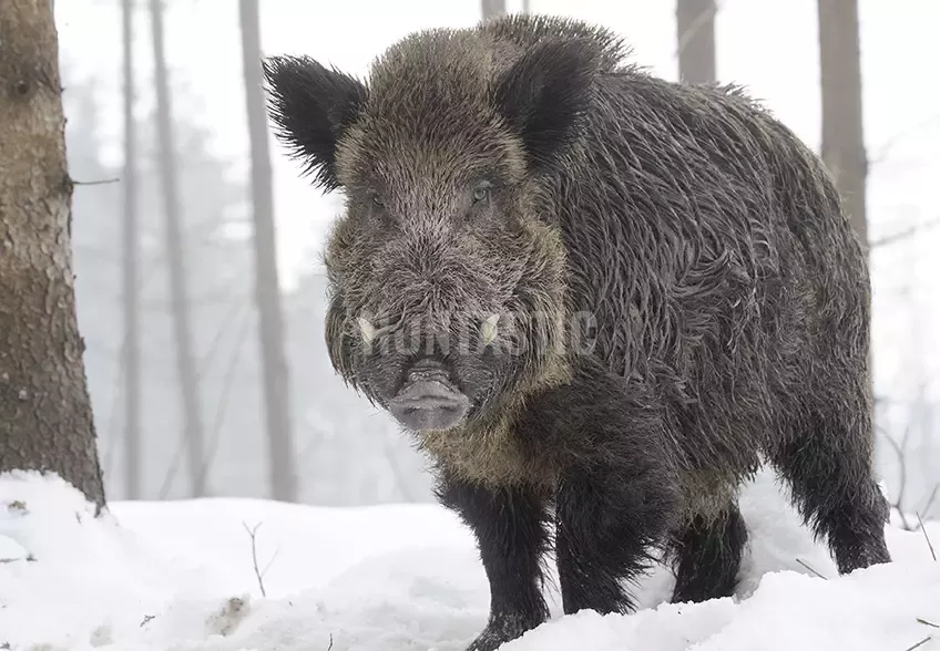 Wild boar hunt ✓ Hunt trip of the wild boar in the Czech republic
