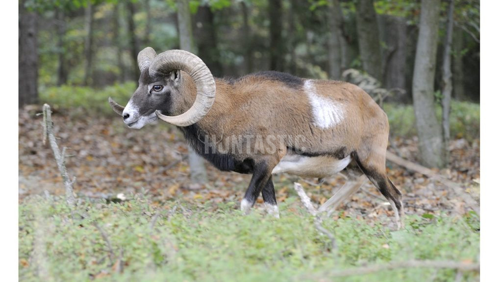 Muflon ✓ Poplatkový lov muflona