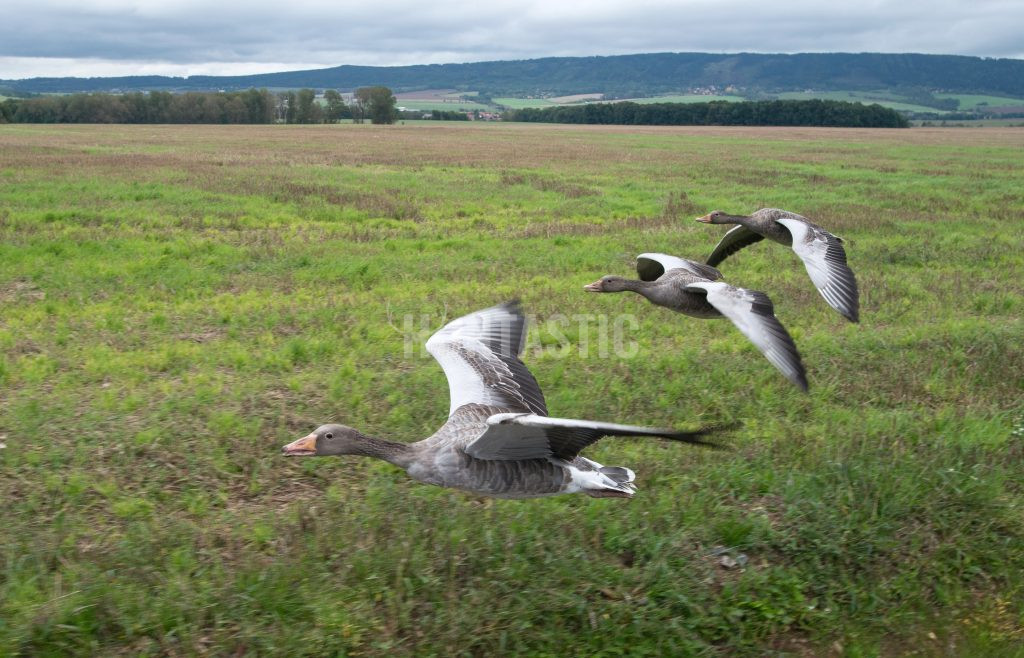 What kinds of geese can be hunted in the Czech Republic ✓ in the world