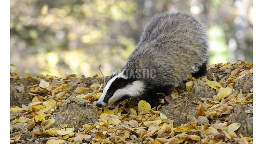 badger ✓ The badger hunting