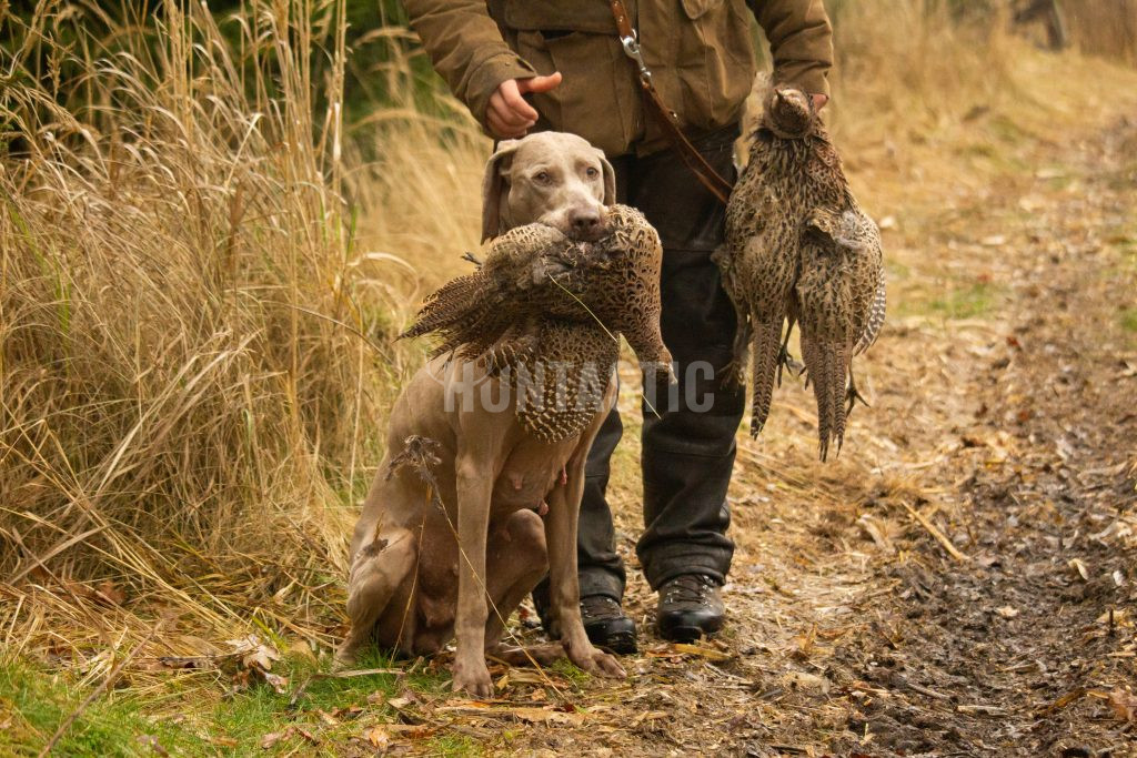 Pheasantry Radany ✓ Hunting Trips of pheasant ✓ Stalking hunt of pheasants with dogs