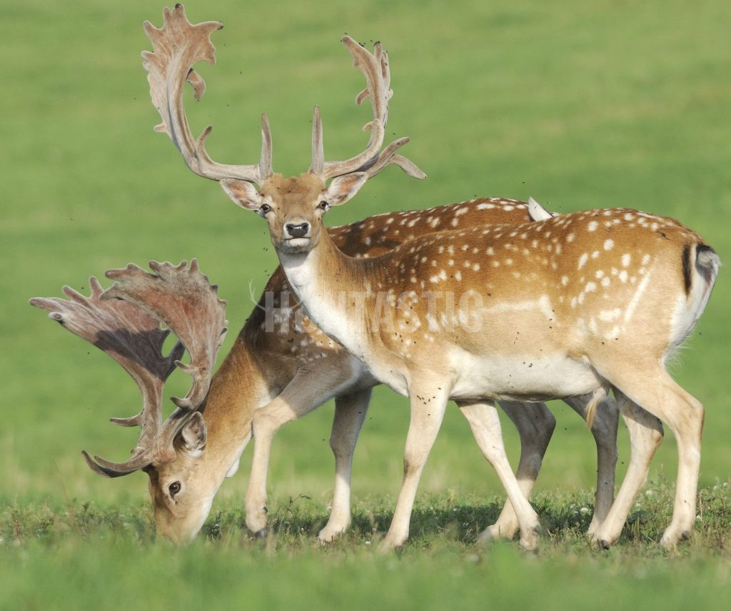 Fallow buck hunt ✓ Hunt trips to fallow buck ✓ Fallow deer