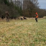 Hunting pheasants with dogs in pheasantry Radany, Czech Republic