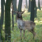 Fallow deer ✓ Hunting of fallow deer ✓