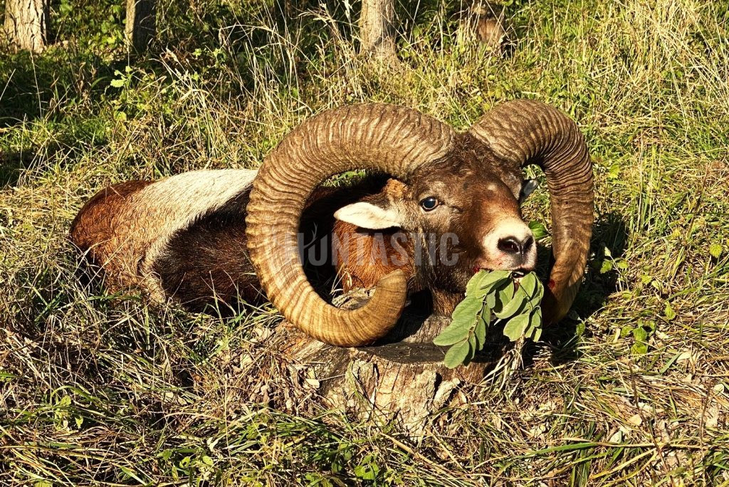 Lov zlatých muflonů v oboře Pravice na jižní Moravě