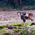 Obora Obůrka ✓ Poplatkový lov daňka · Lov muflona
