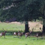 Game reserve Obůrka in the Czech republic ✅ Fallow buck hunt · Mouflon hunt