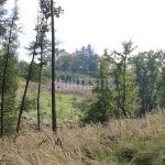 Game reserve Obůrka in the Czech republic ✅ Fallow buck hunt · Mouflon hunt