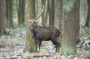 Poplatkový lov sika Dybowského ✅ Lov v oboře Pravice ✅