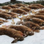 Honitba Libochová ✓ Poplatkový lov na zajíce ✓ Honitba se nachází na Vysočině