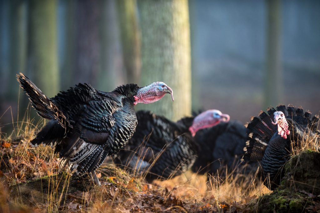 The wild turkey in breeding season  ✓ The hunt of turkey in breeding season by high seat huntng method or game stalking ✓ The hunting season of the turkey is 15.3. - 15.4.  ✓