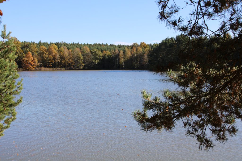 Duck hunting ✅ Ponds in České Budějovice ✅ Czech Republic