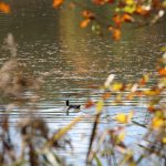 Duck hunting ✅ Ponds in České Budějovice ✅ Czech Republic