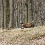 Game reserve Kralice ✅ Red Deer hunting · Fallow deer hunting