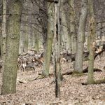 Game reserve Kralice ✅ Red Deer hunting · Fallow deer hunting