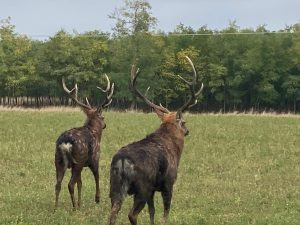 Poplatkový lov sika Dybowského 350 - 399 CIC stříbro 1