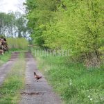 Pheasantry Kroměříž in the Czech Republic ✅ Pheasant hunt in the Czech Republic ✅