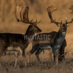 Paid hunting in Slovakia in Safari Dudín ✅ Fallow deer hunting · Wild boar hunting · Deer hunting · Roe deer hunting