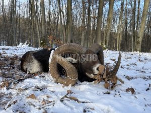 Lov muflona na Slovensku 2024/2025 1
