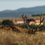 Poplatkový lov na Slovensku v Safari Dudín ✅ Lov daňka · Lov divočáka · Lov jelena · Lov srnce
