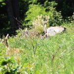 Poplatkový lov v honitbě Přízeř ✅ Lov daňka · Lov divočáka · Lov srnce · Lov jelena