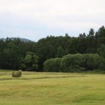 Poplatkový lov srnce v honitbě Překážka v jižních Čechách ✅ Lov srnce · Lov divočáka ✅