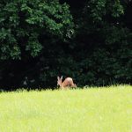 Roe deer hunting for a fee in hunting ground Překážka in South Bohemia ✅ Roe deer hunting · Wild boar hunting ✅