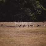 Game reserve Radějov in the Czech Republic ✅ Resort Radějov ✅ Hunting offers to hunt red stag and hunt fallow buck ✅