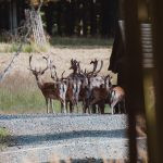 Obora Radějov ✅ Resort Radějov ✅ Nabídka poplatkového lovu jelena a lovu daňka ✅