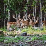 Obora Radějov ✅ Resort Radějov ✅ Nabídka poplatkového lovu jelena a lovu daňka ✅