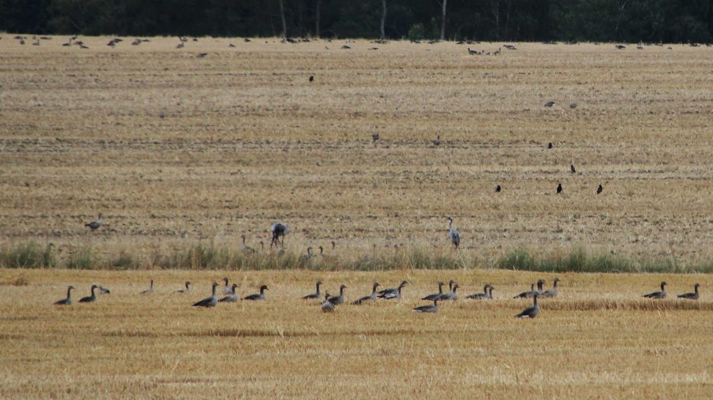 Lov husí ✅ Ranní a večerní tah husí ✅ Honitba Dunajovice v jižních Čechách ✅