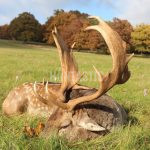 Hunting offer on fallow buck in resort Radějov in the Czech Republic ✅ Red stag hunt ✅