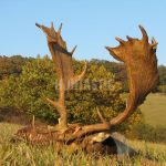 Hunting offer to hunt fallow buck in the Resort Radějov ✅ Red stag hunt ✅
