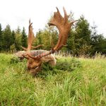 Hunting offer on fallow buck in resort Radějov in the Czech Republic ✅ Red stag hunt ✅
