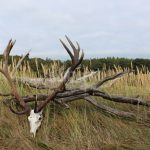 Nabídka poplatkového lovu jelena v oboře Radějov ✅ Lov daňka✅ Ubytování v resortu Radějov ✅