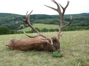 Poplatkový lov jelena v oboře Radějov ✅ Lov daňka