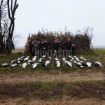 Goose hunt in Hungary ✅