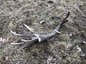 Poplatkový lov jelena v podhůří Jeseníků 2024 0