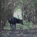 Obora Obelisk nabízí lov jelena a lov daňka v prostředí lužního lesa na jižní Moravě ✅