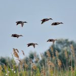 Hunting area Bac, Serbia ✅ Hunt of quails ✅ Hunt of jackal