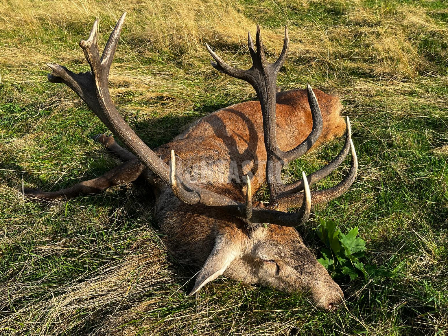 Red stag hunt in Jeseníky v České republice 2024
