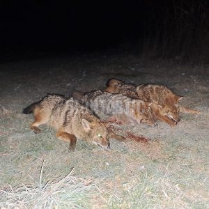 Jackal hunt in Serbia 1
