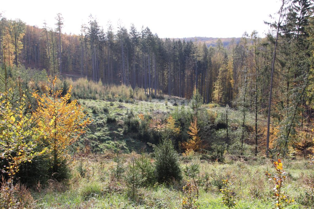 Povolenka k lovu v buchlovských lesích 2024/2025