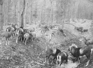 Lov zvěře v Buchlovských lesích 2026/2027 2