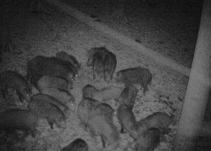 Lov zvěře v Buchlovských lesích 2026/2027 1