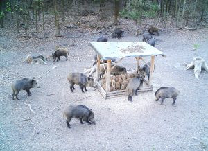 Lov zvěře v Buchlovských lesích 2026/2027 0