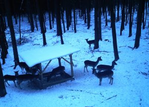 Lov zvěře v Buchlovských lesích 2026/2027 3