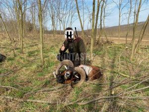 Lov zlatých muflonů v oboře Pravice na jižní Moravě 1