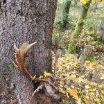 Lov daňka u Kamenice nad Lipou 2025